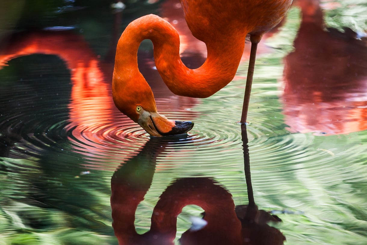 Flamingo Reflection in Water