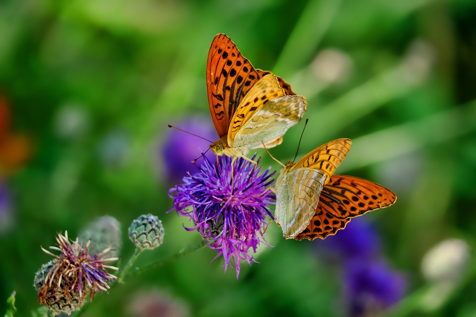 Butterflies on a Flower